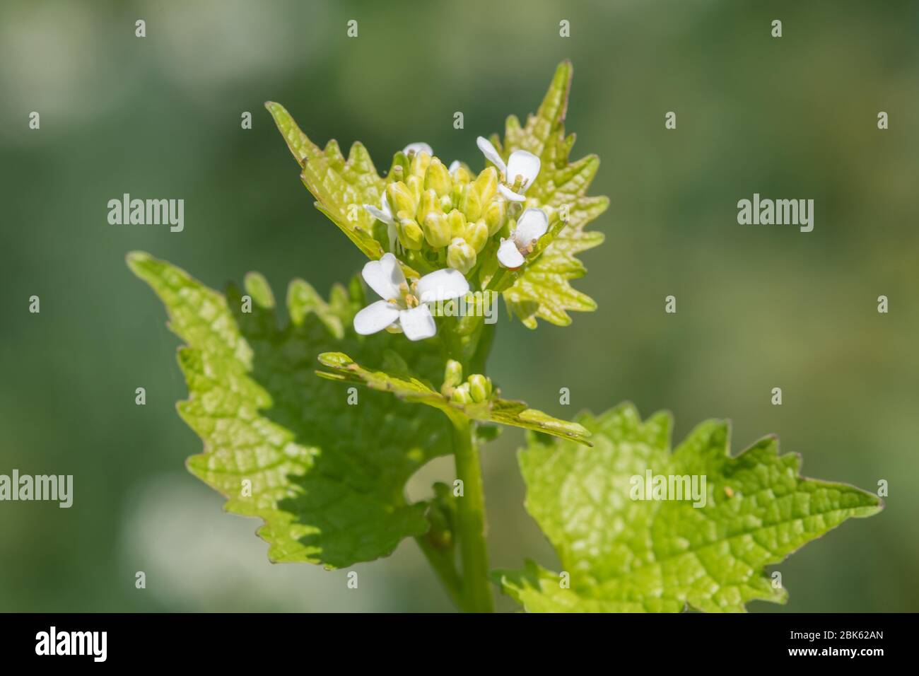 Nahaufnahme einer blühenden Knoblauchsenf-Pflanze (Alliara petiolata) Stockfoto