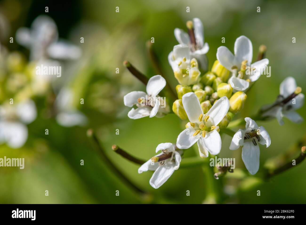 Nahaufnahme einer blühenden Knoblauchsenf-Pflanze (Alliara petiolata) Stockfoto