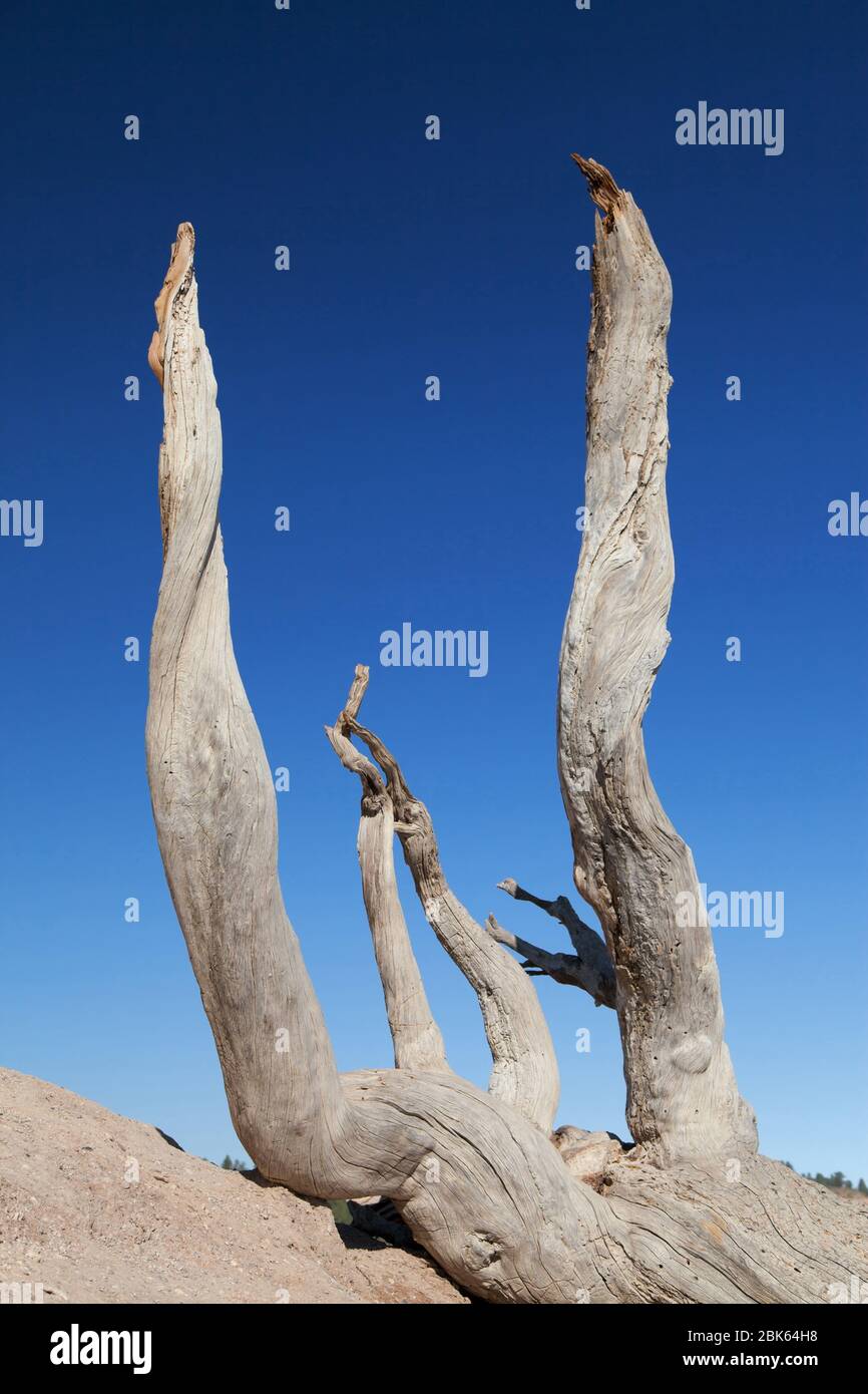 Roots of a Fallen Tree in Bryce Point, Bryce Canyon National Park, Utah, USA. Stockfoto