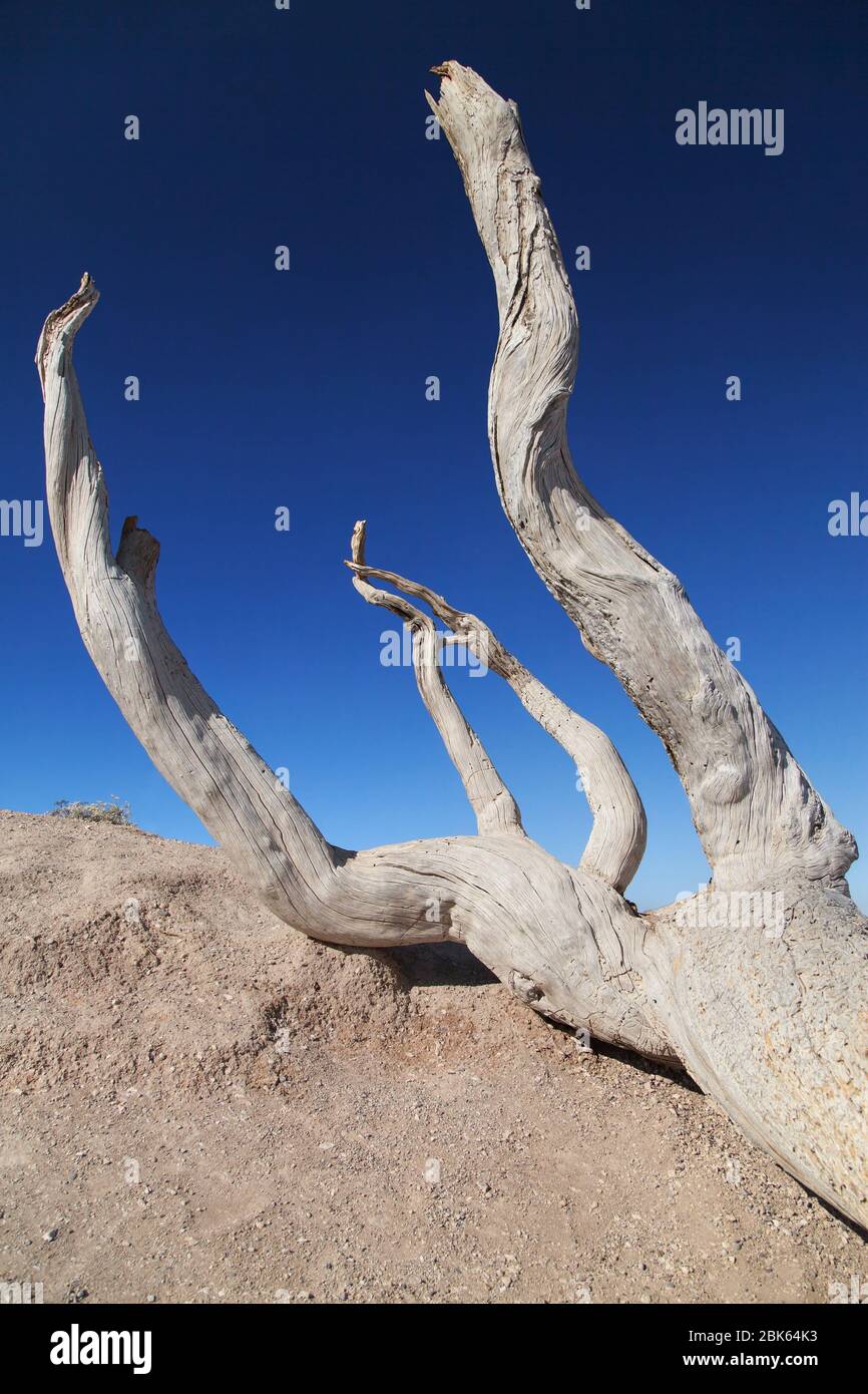 Dead Tree at Bryce Point, Bryce Canyon National Park, Utah, USA. Stockfoto