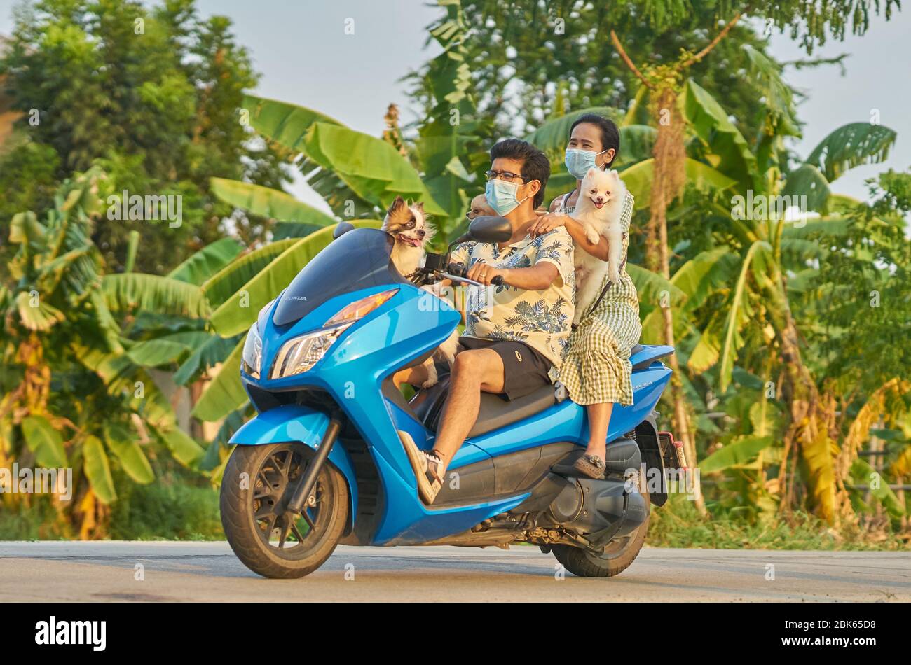 Ein Paar mit Gesichtsmasken auf einem Roller reist mit seinen Hunden auf dem Land. Stockfoto