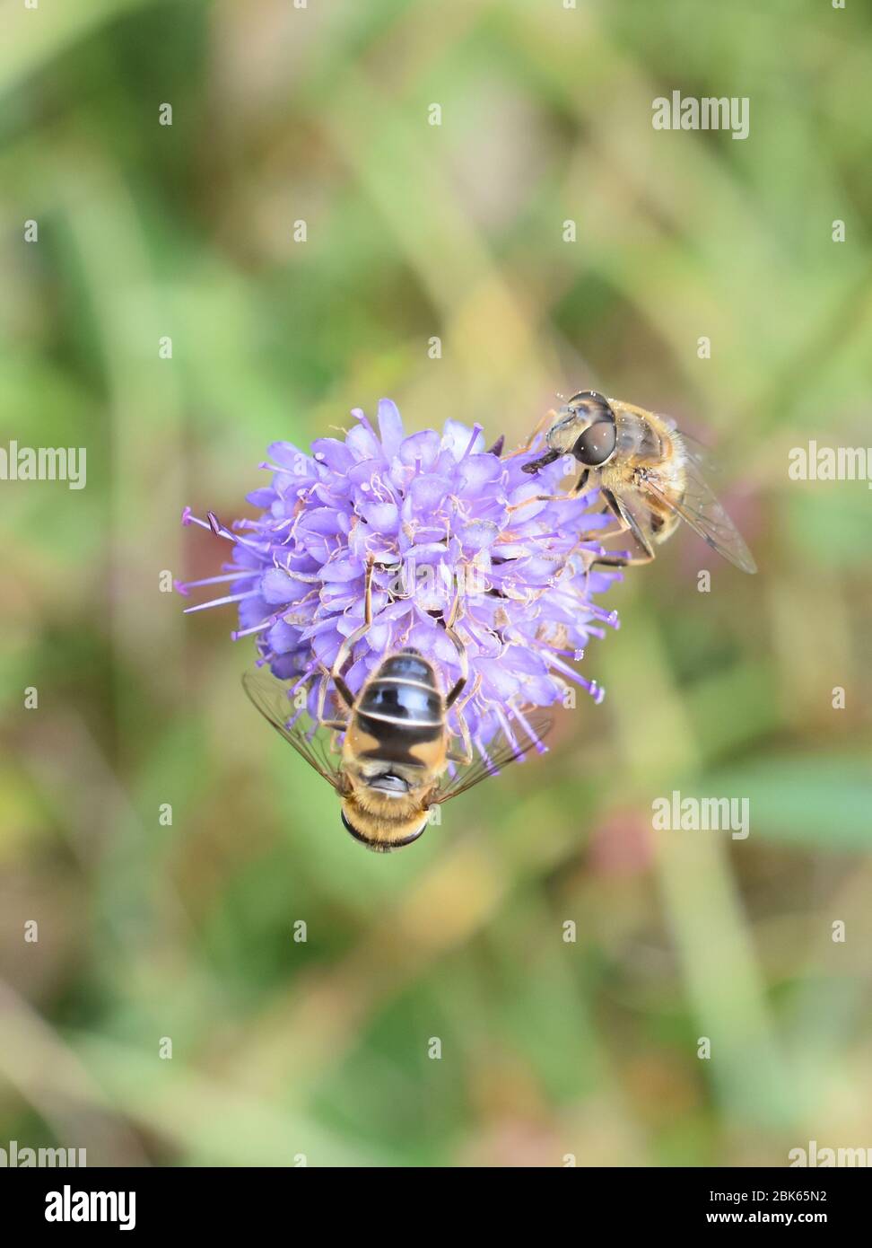 Die dronefly Eristalis tenax sammeln Pollen auf einem Teufel-Bit scabious Blume Stockfoto