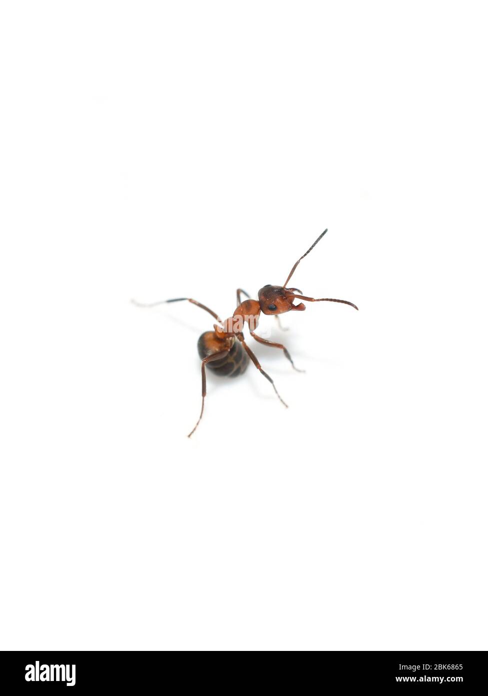 Wütend rotes Holz Ameise Formica rufa Spritzen Ameisensäure und zeigt Kiefer Stockfoto