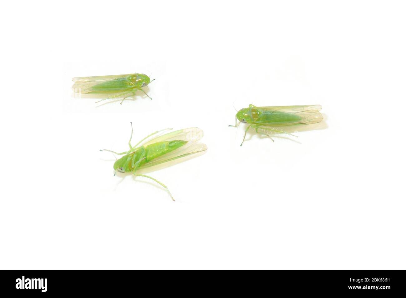Kleineres grünes Blatthopper Empoasca vitis isoliert auf weißem Hintergrund Stockfoto