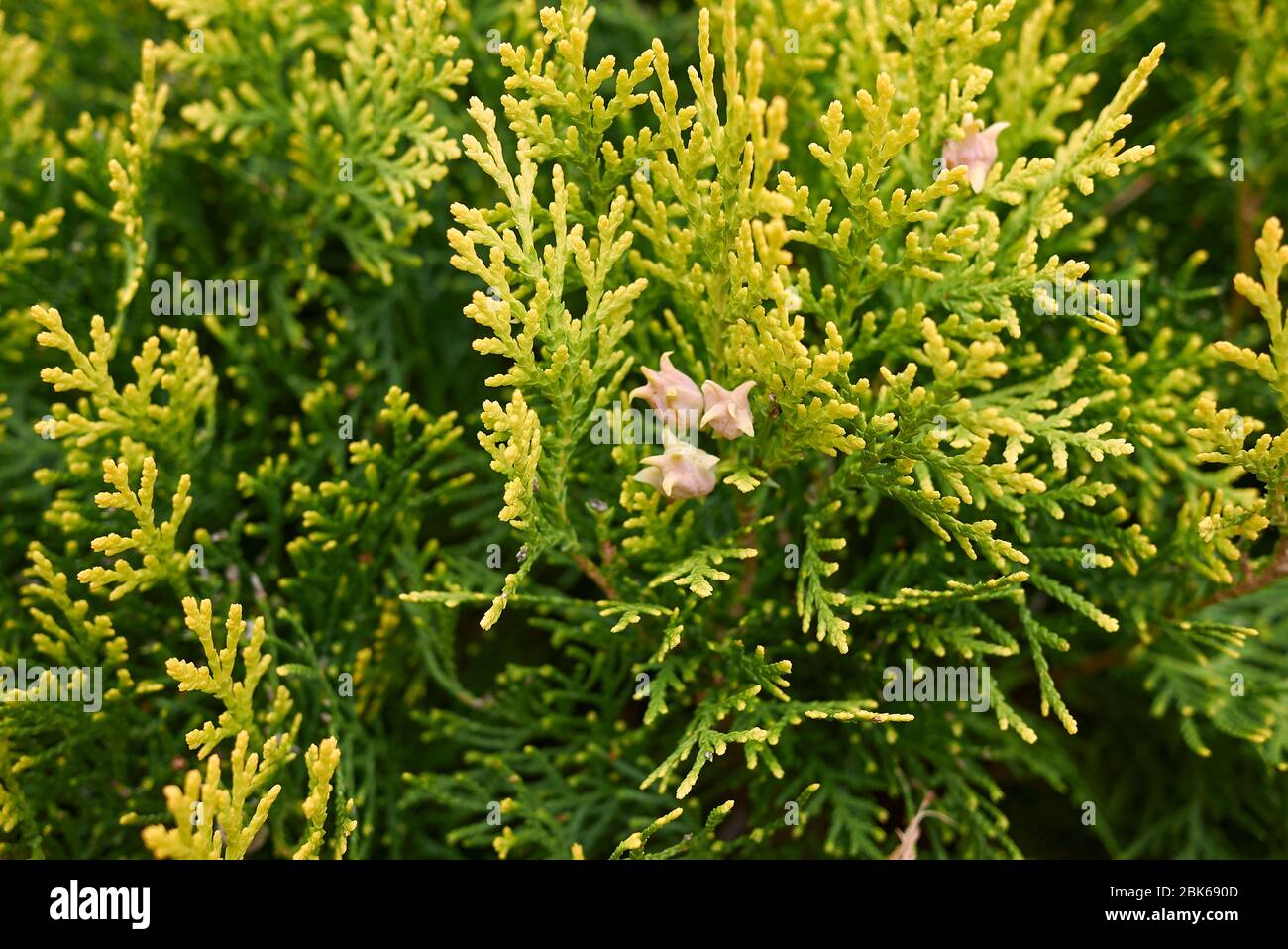 Thuja orientalis Zweig Nahaufnahme mit frischen Zapfen Stockfoto