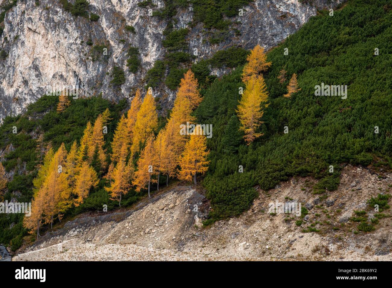 Wunderschöne Berglandschaft der malerischen Dolomiten mit gelben Kiefern im Herbst. Grödnerjoch in Südtirol in Italien. Stockfoto