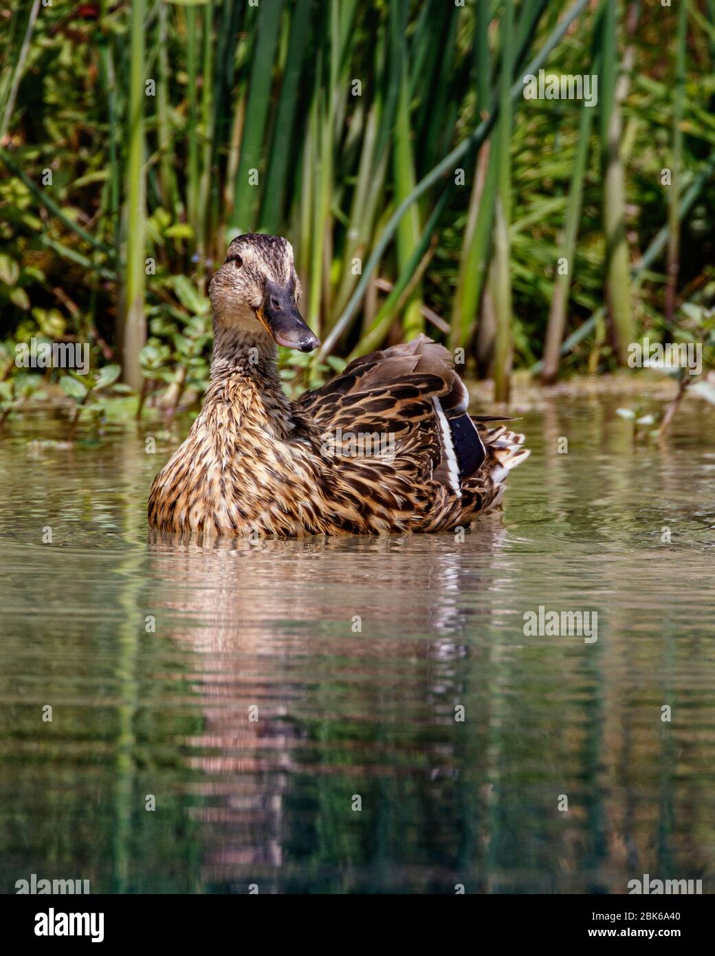 Ente auf dem Wasser Stockfoto