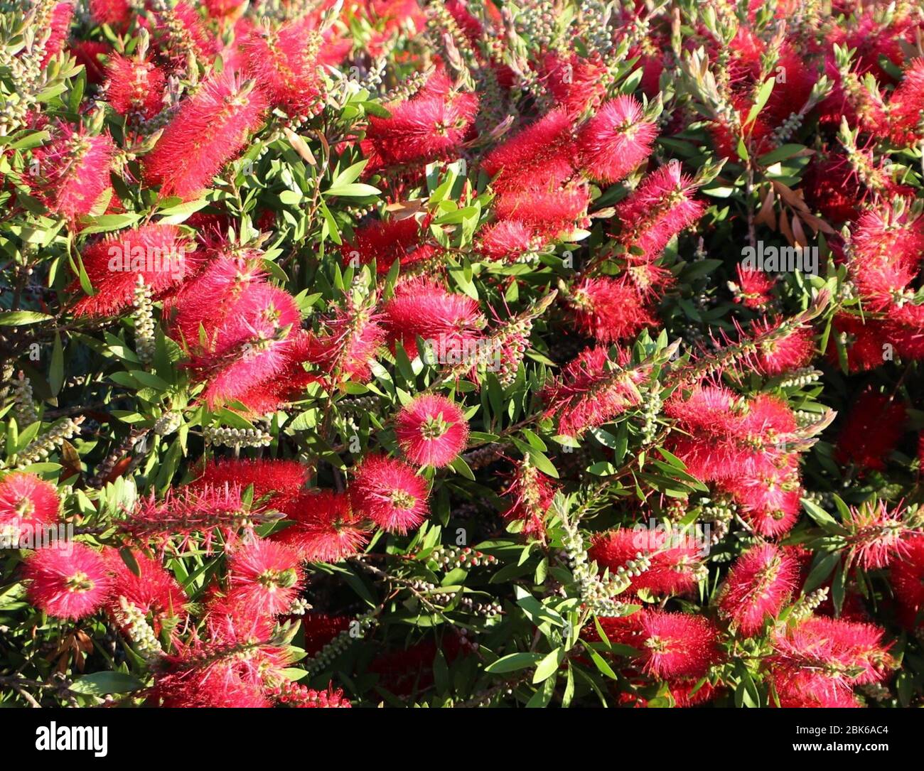 Rote Blüten des Flaschenbürstenbaums Melaleuca citrina Stockfoto