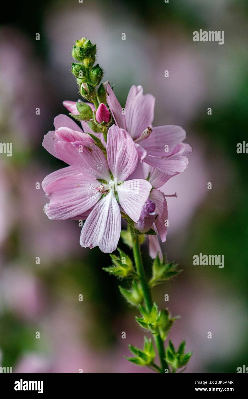 Blassrosa Blume Stockfoto