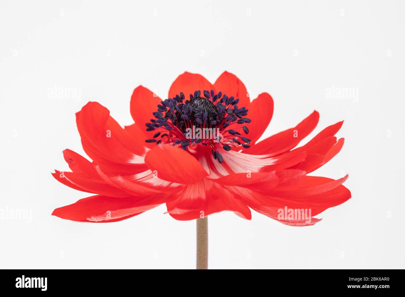 Nahaufnahme einer roten Anemone Coronaria de Caen 'Hollandia' Blume vor weißem Hintergrund Stockfoto