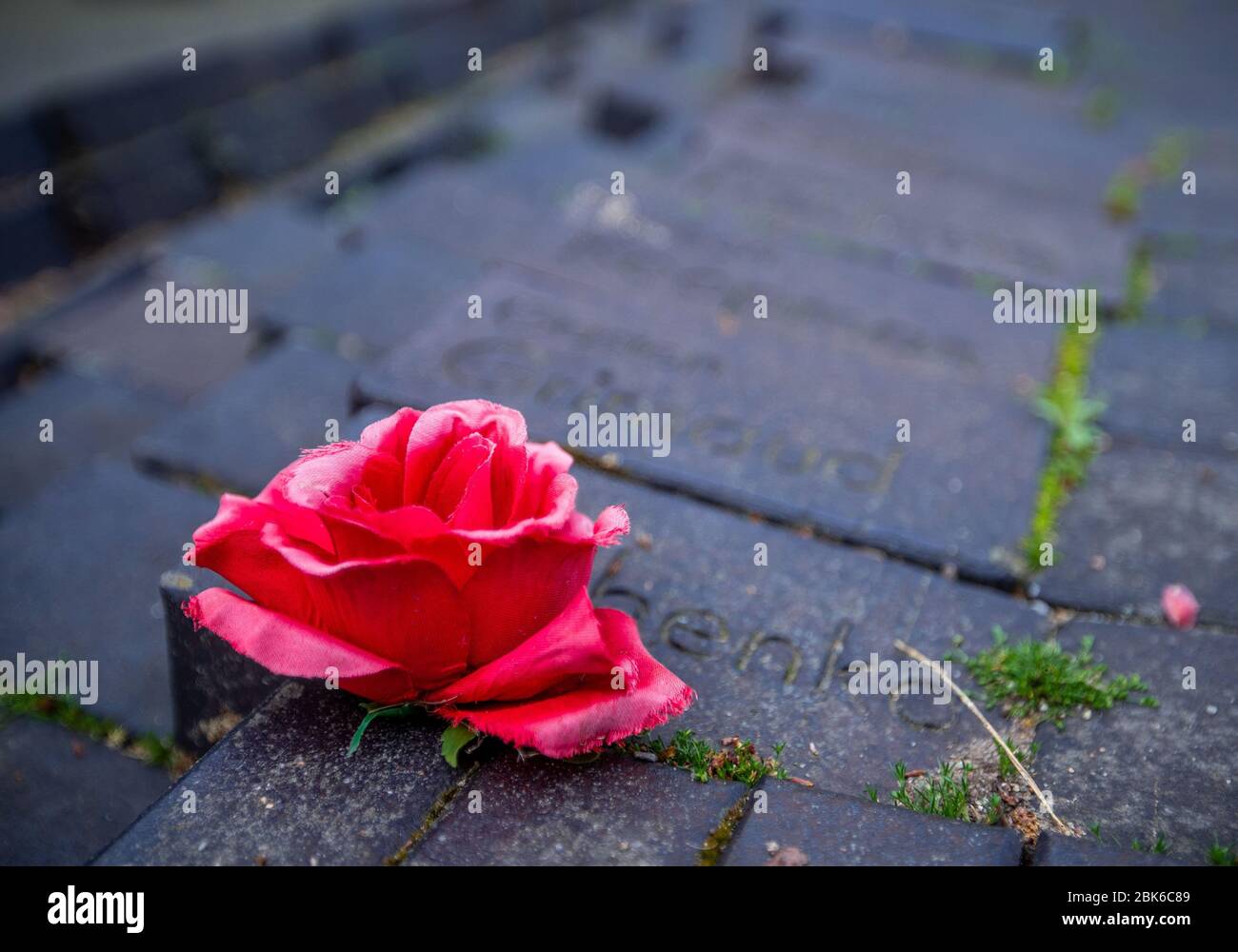 02. Mai 2020, Mecklenburg-Vorpommern, Wöbbelin: Auf einer Steinreihe mit den Namen der Opfer liegt eine Rosenblüte aus Stoff in der Gedenkstätte des ehemaligen Konzentrationslagers Wöbbelin. Bei der Gedenkveranstaltung, die aufgrund der Corona-Schutzmassnahmen in der Teilnehmerzahl begrenzt ist, werden die mehr als 1,000 Opfer des KZ-Außenlagers gedenkt. Sie wurde am 2. Mai 1945 von US-Truppen befreit. Foto: Jens Büttner/dpa-Zentralbild/dpa Stockfoto