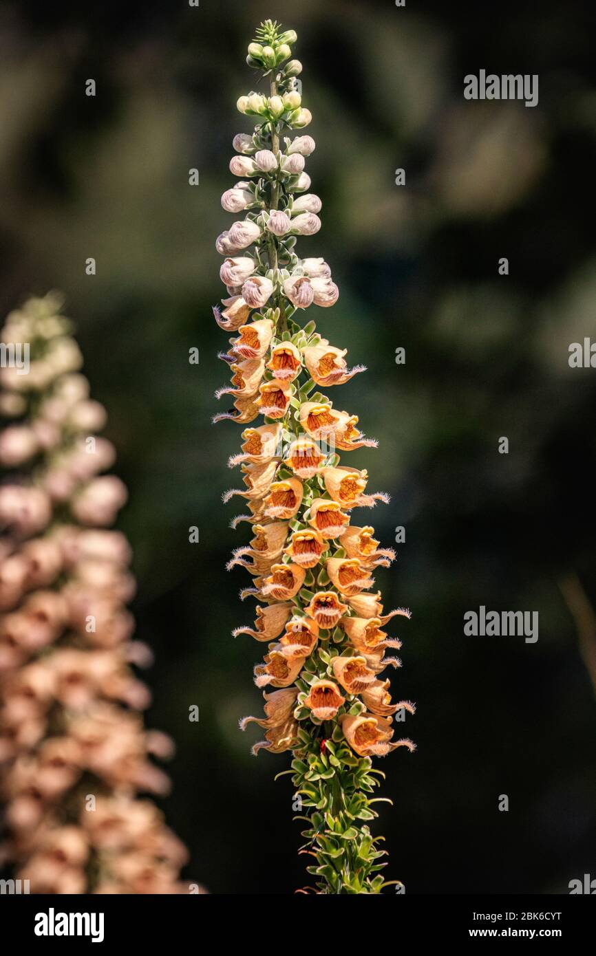 Blume Fingerhut Stockfoto