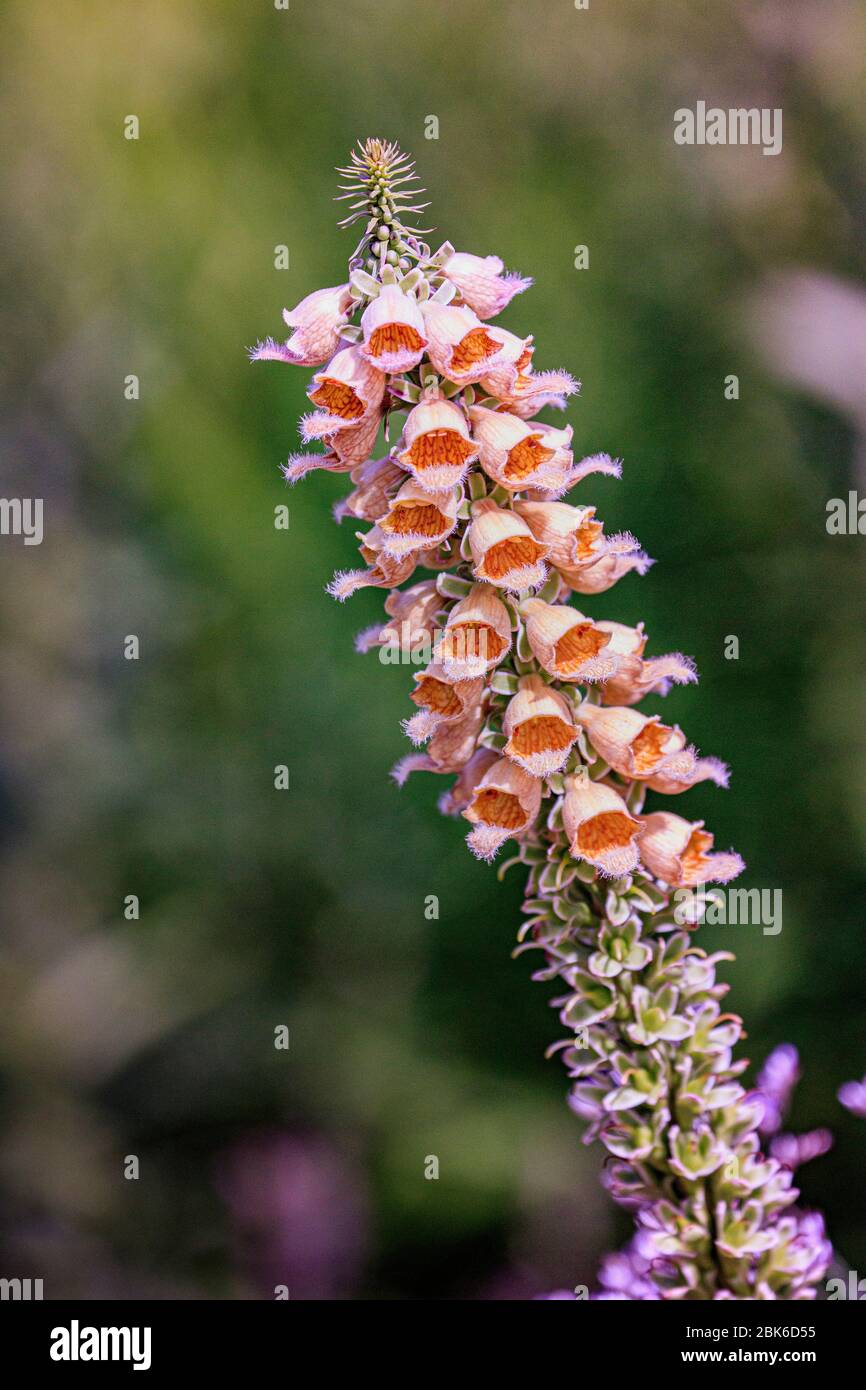 Blume Fingerhut Stockfoto