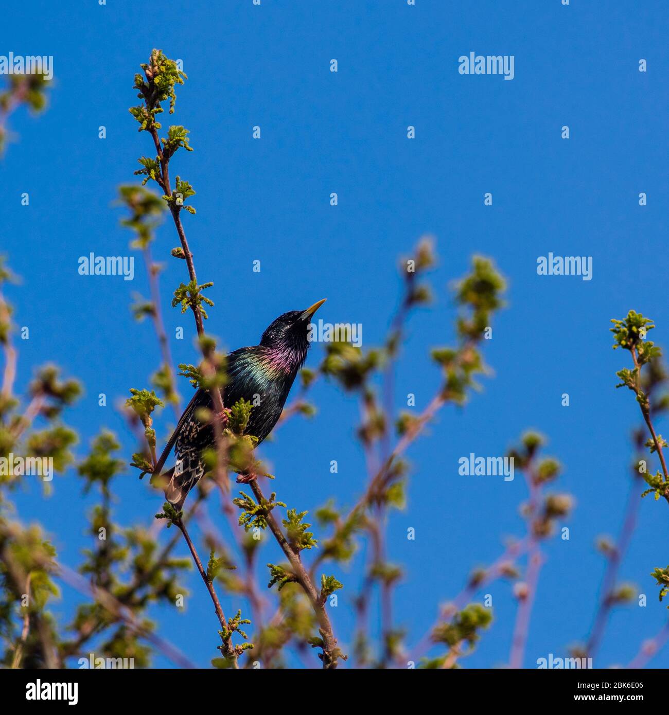 Ein Star (Sturnus Vulgaris) auf einem Ast in einem Uk-Garten Stockfoto