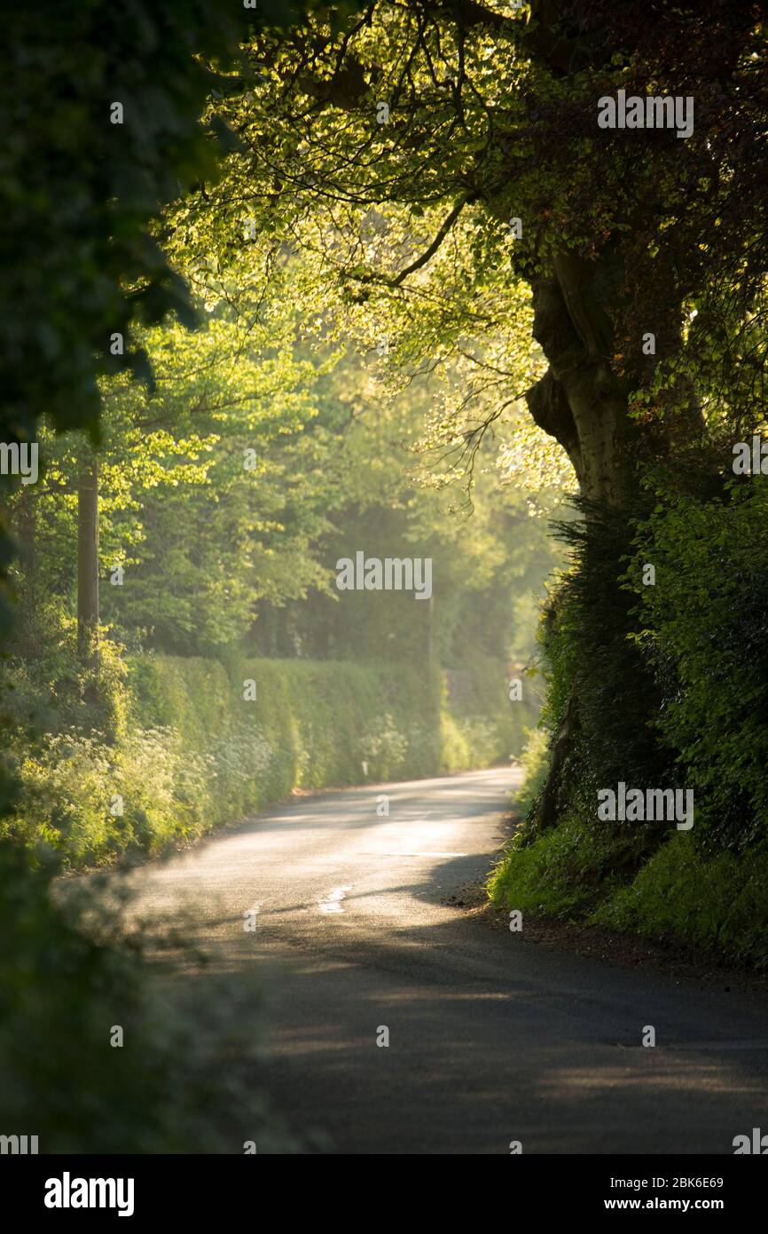 Eine Landstraße im Frühling. North Dorset England GB Stockfoto