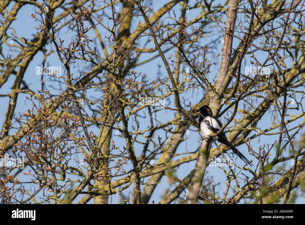 Ein Eurasischer Elster Vogel (Pica pica) in einem Baum in großbritannien Stockfoto