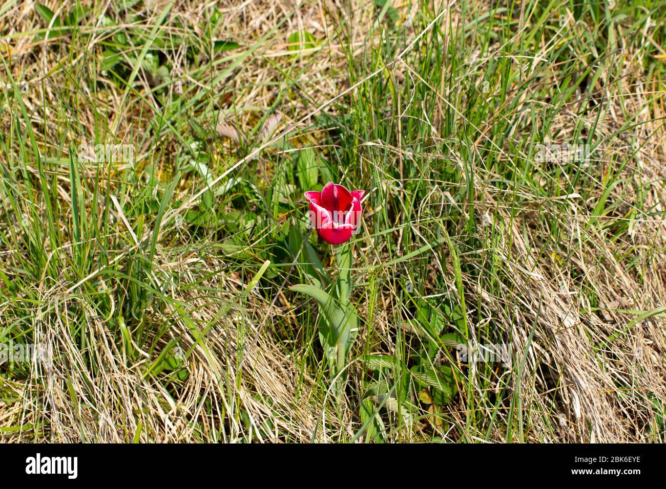 Einzelne rote Tulpe mit weißen Rändern im Gras stehen Stockfoto