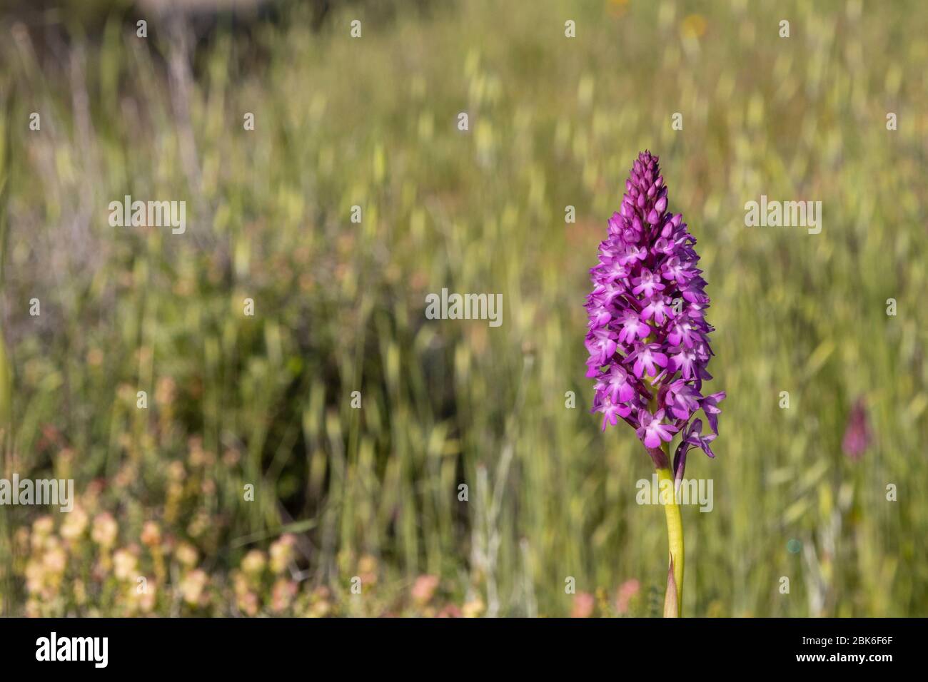 Eine pyramidale Orchidee, eine rosa Wildblume, die in Israel üblich ist, auf einer grünen Wiese. Ein Foto mit Kopierbereich. Stockfoto