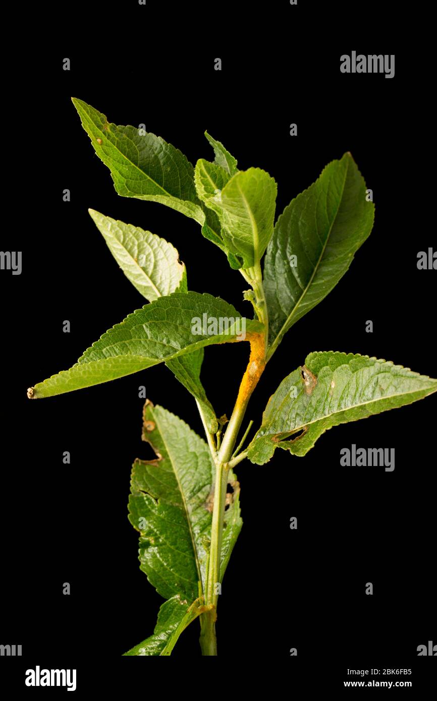 Ein Beispiel für die gelben Rostpilze Melampsora populina, die auf Hund Merkur wächst, Mercurialis perennis, das gefunden wurde, wächst an der Seite von Stockfoto