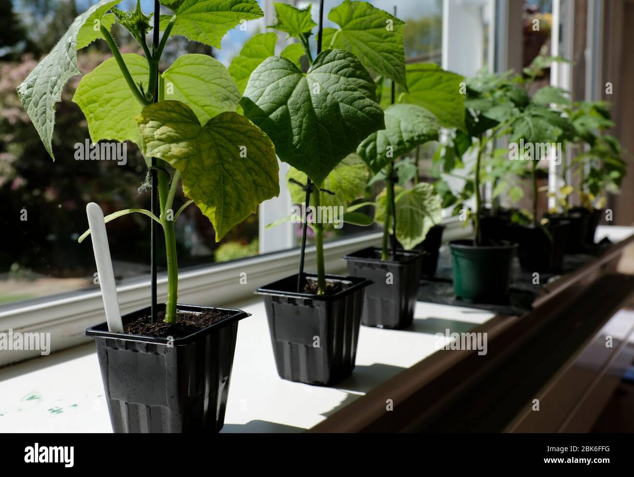 Ein breiter, sonniger Fensterbrett ist ein großartiger Ort, um während der Covid-19 Lockdown ein paar Gemüse anzufangen Stockfoto