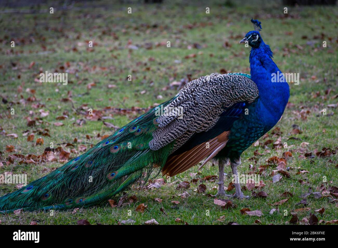 Schöner Pfauenvogel im Park Stockfoto