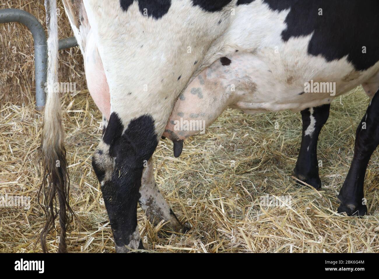 Kuh mit großen euter milch Fotos und Bildmaterial in hoher Auflösung Alamy
