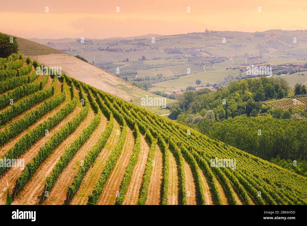 Langhe Region, Piemont, Italien. Weingärten Landschaft im Frühjahr - Sommer. Stockfoto