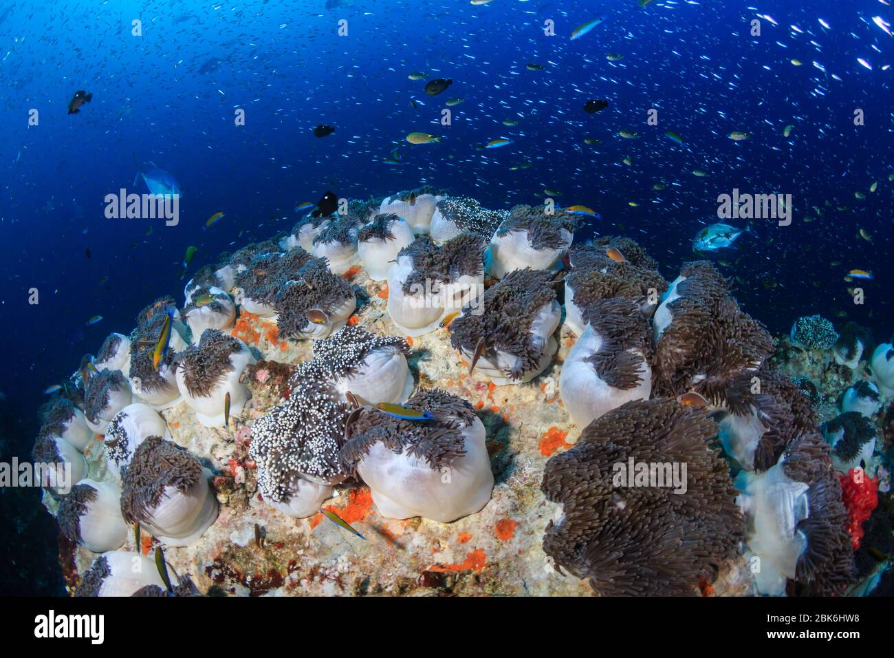 Wunderschöner Teppich von Sea Anemones auf einem bunten, lebendigen tropischen Korallenriff Stockfoto