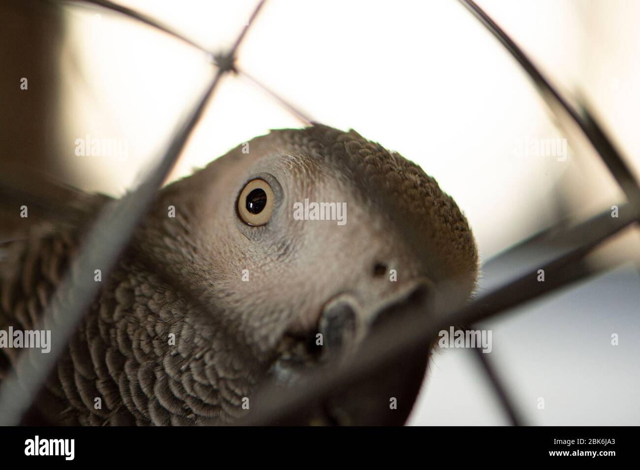 African Grey (Kongo) Papagei Stockfoto