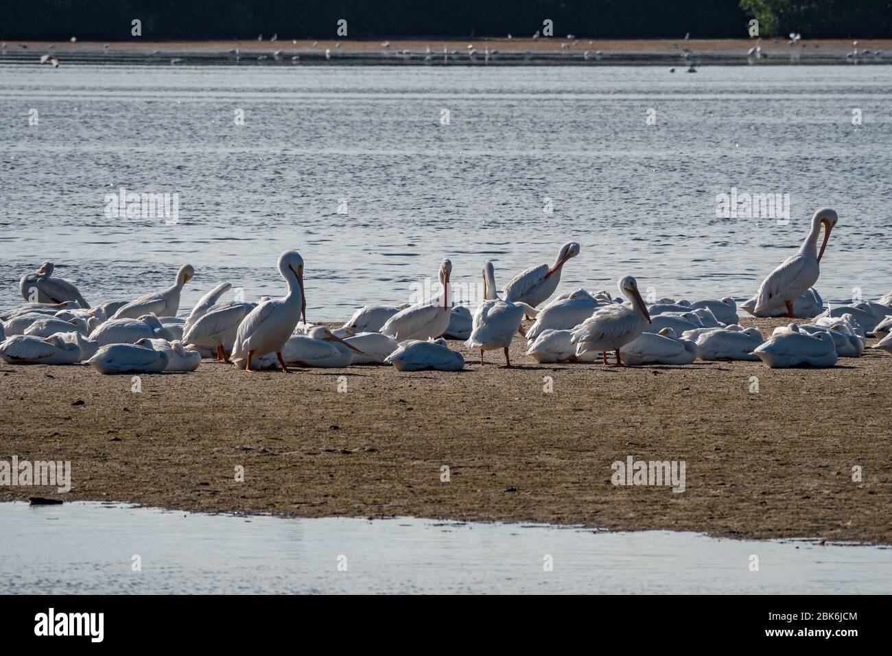 Weiße Pelikane auf einer sandigen Insel im Ding Darling National Wildlife Refuge Stockfoto