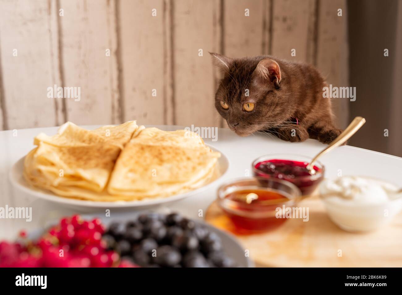 Neugierig braune Katze riecht appetitlich Pfannkuchen während Biegen über den Tisch serviert mit hausgemachten Speisen zum Frühstück in der Küche Stockfoto