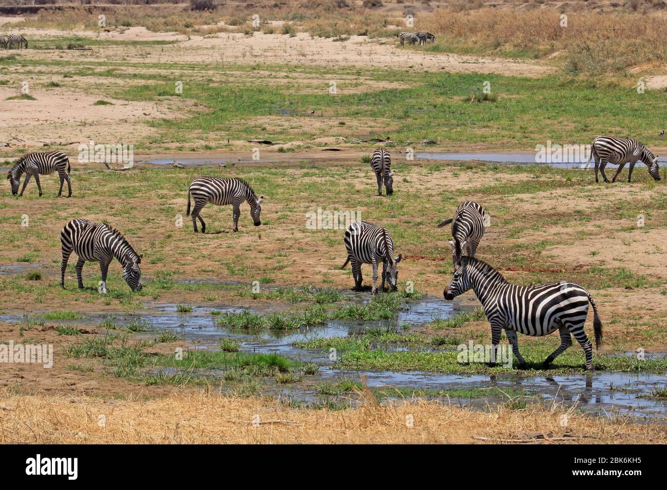 Zebra füttert an einem ausgetrockneten Flussbett Stockfoto