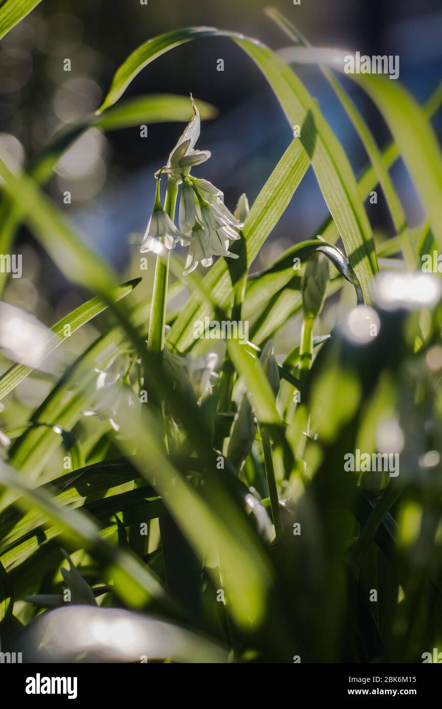 Dreieckiger Leek, Allium triquetrum, Snowbell eine hoch invasive, essbare kleine weiße Blume riecht wie Bärlauch auf dem Waldboden Stockfoto