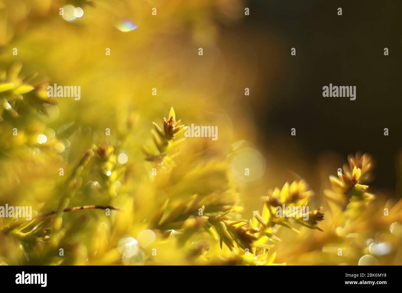 Weihnachtsbaum Makro verschwommen Foto Hintergrund Stockfoto