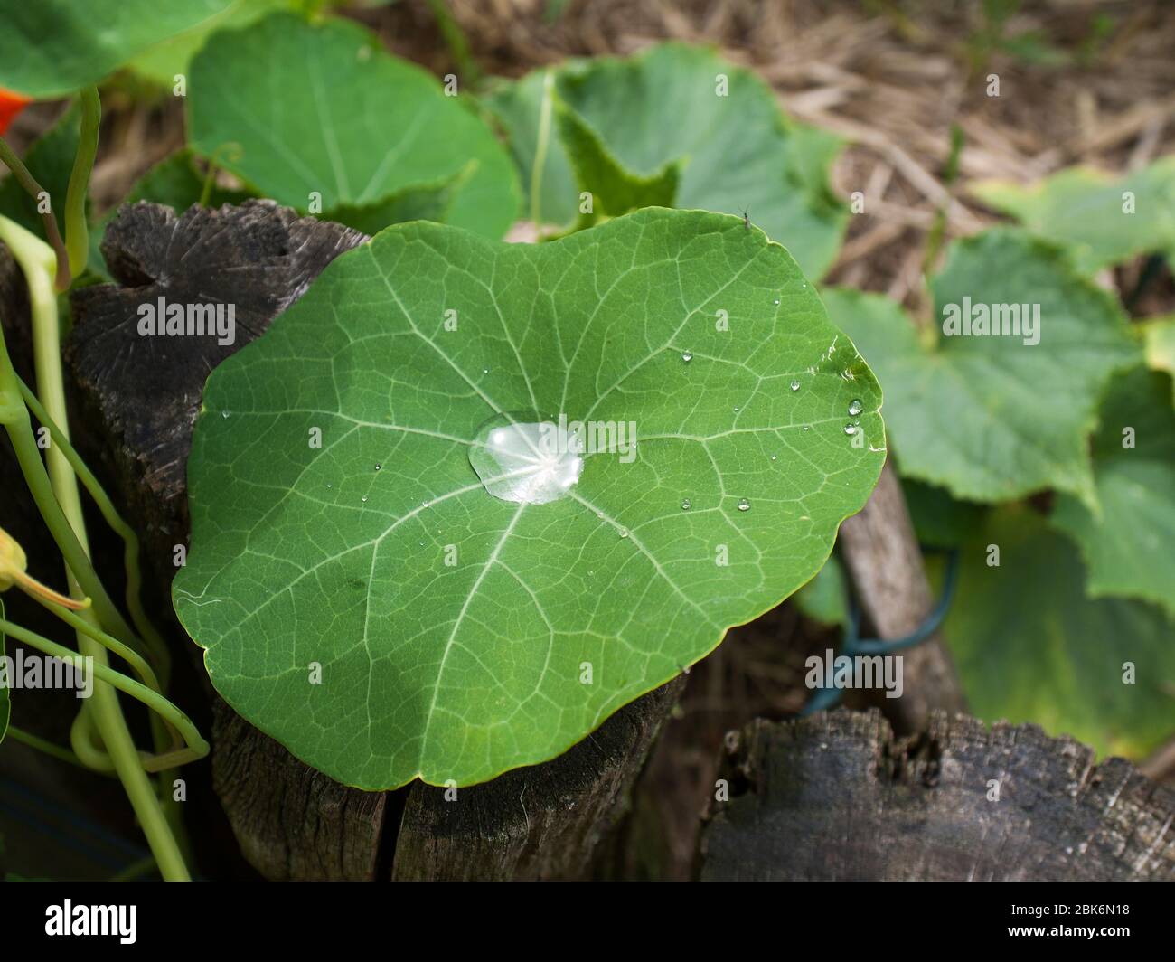 Lotus-Effekt auf einem Nasturtiumblatt. Stockfoto