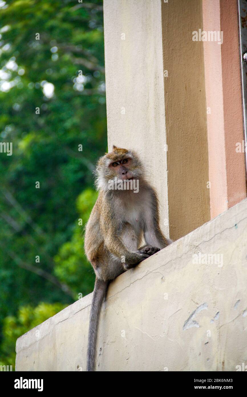 Affe sitzt auf einem Felsvorsprung, Malaysia Stockfoto