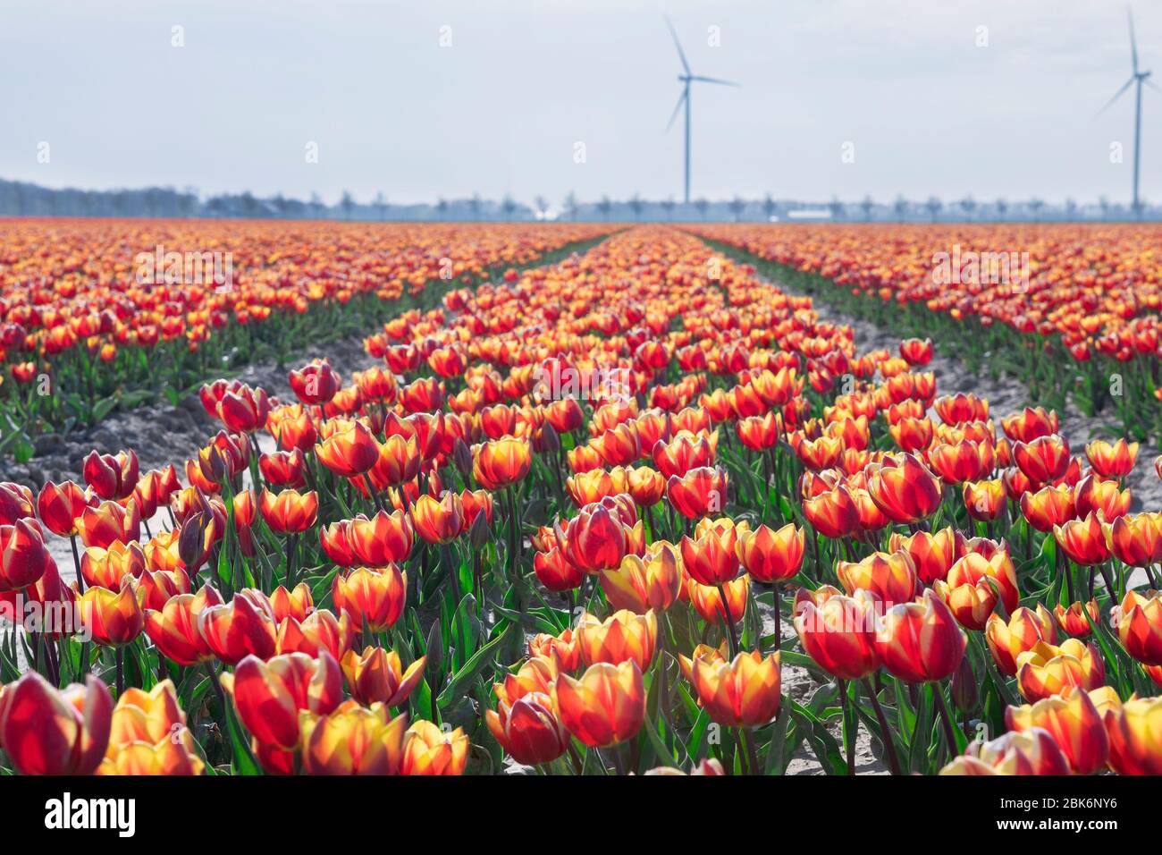 Großes orangefarbenes Tulpenfeld auf holländischem Ackerland, Niederlande Stockfoto