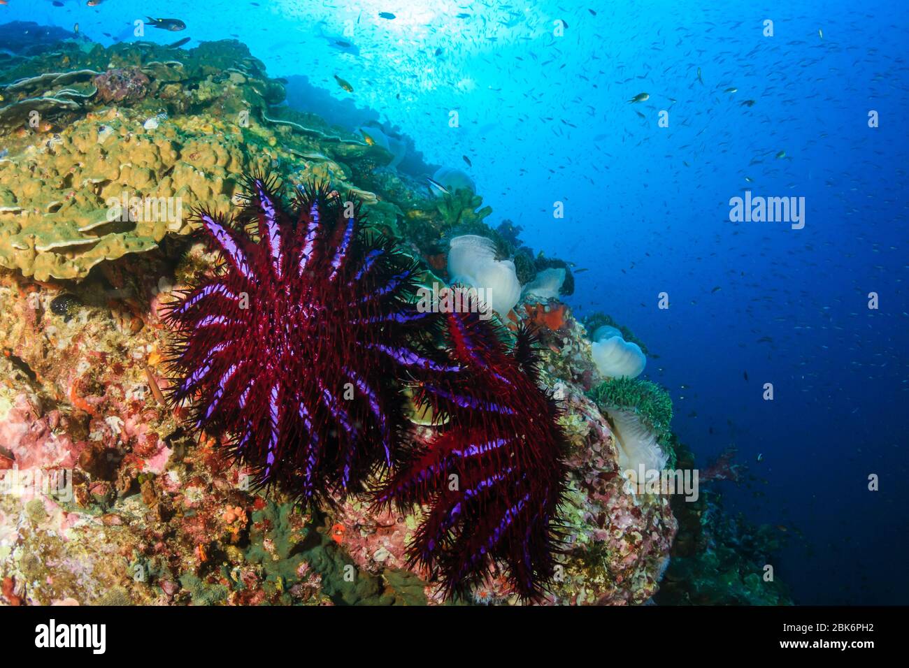 Räuberische Dornenkrone Seestern, die sich an einem tropischen Korallenriff ernähren und es beschädigen Stockfoto