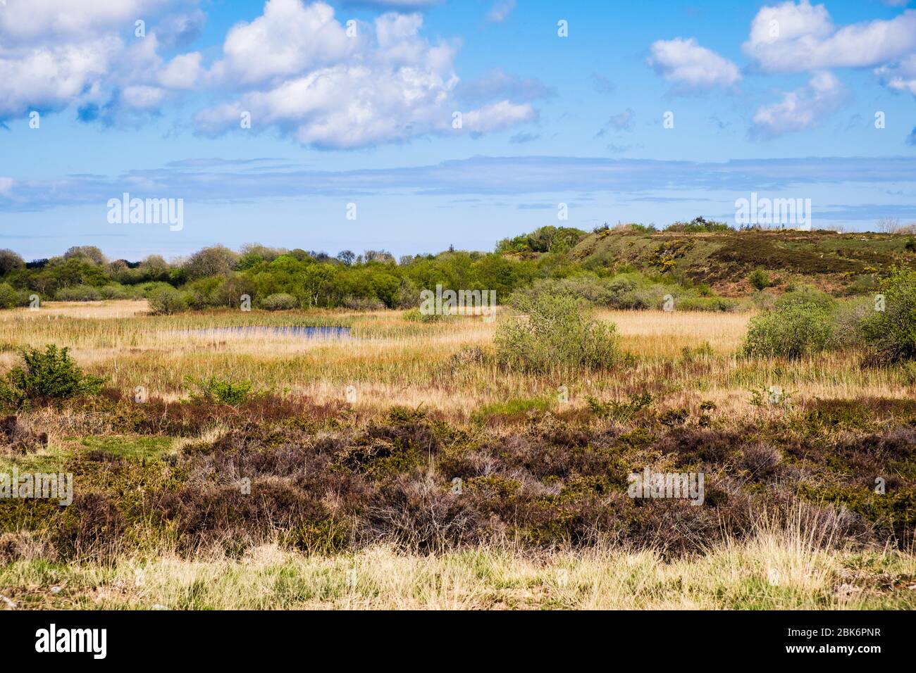 Blick über Heide, Raufudelfen und See in Cors Goch North Wales Wildlife Trust Reserve, Llanbedrgoch, Benllech, Isle of Anglesey, North Wales, Großbritannien Stockfoto