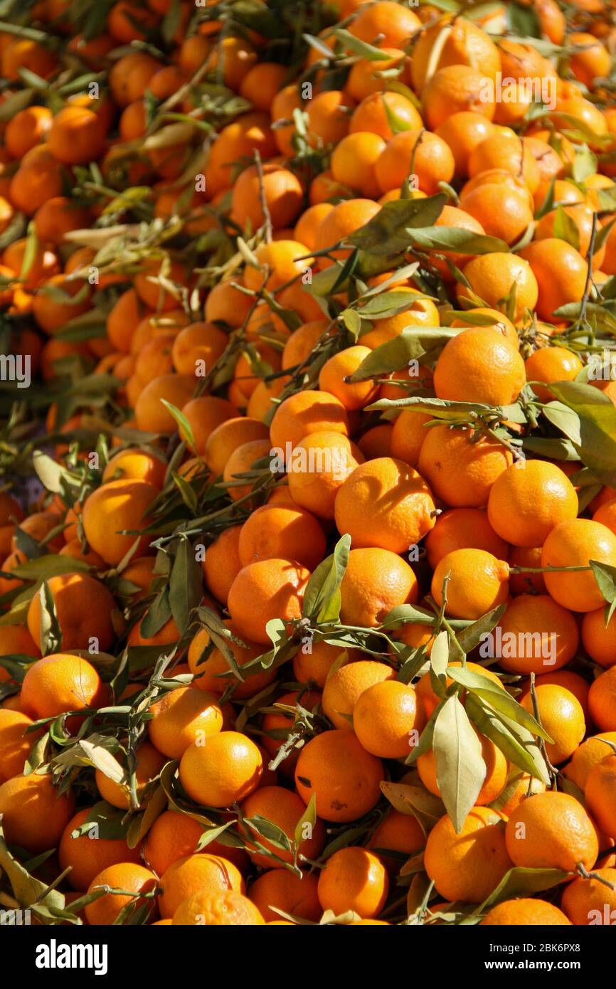 Ein Haufen Orangen mit grünen Blättern Stockfoto