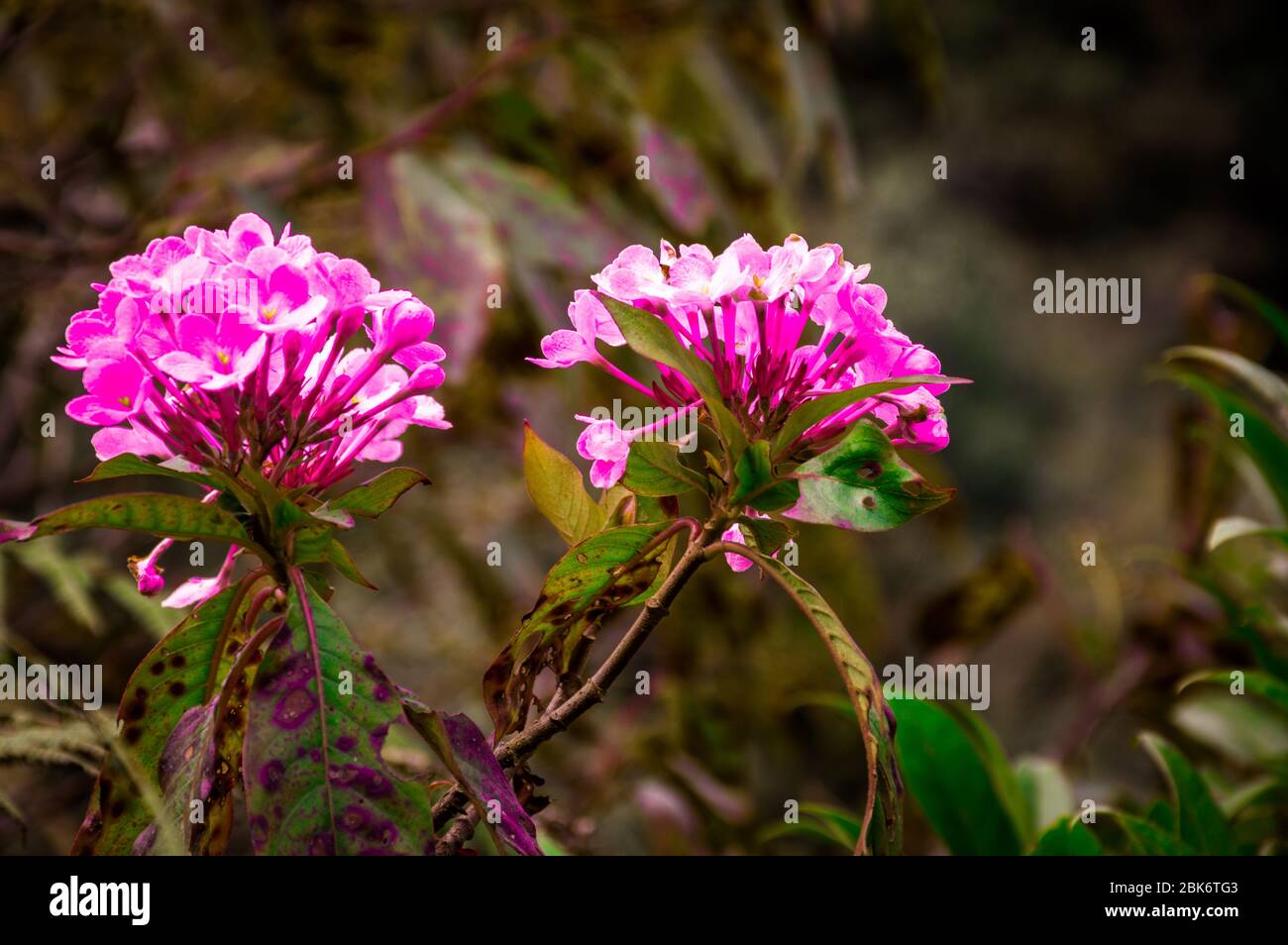 Heilige Kuh Blume, eine wilde Blume Nahaufnahme Stockfoto