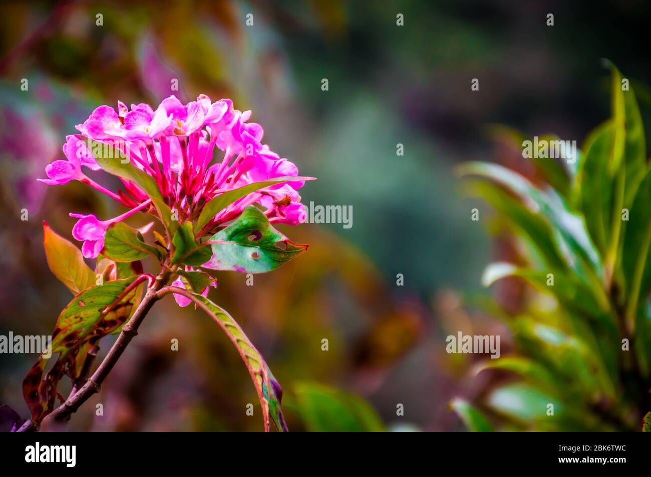 Heilige Kuh Blume, eine wilde Blume Nahaufnahme Stockfoto