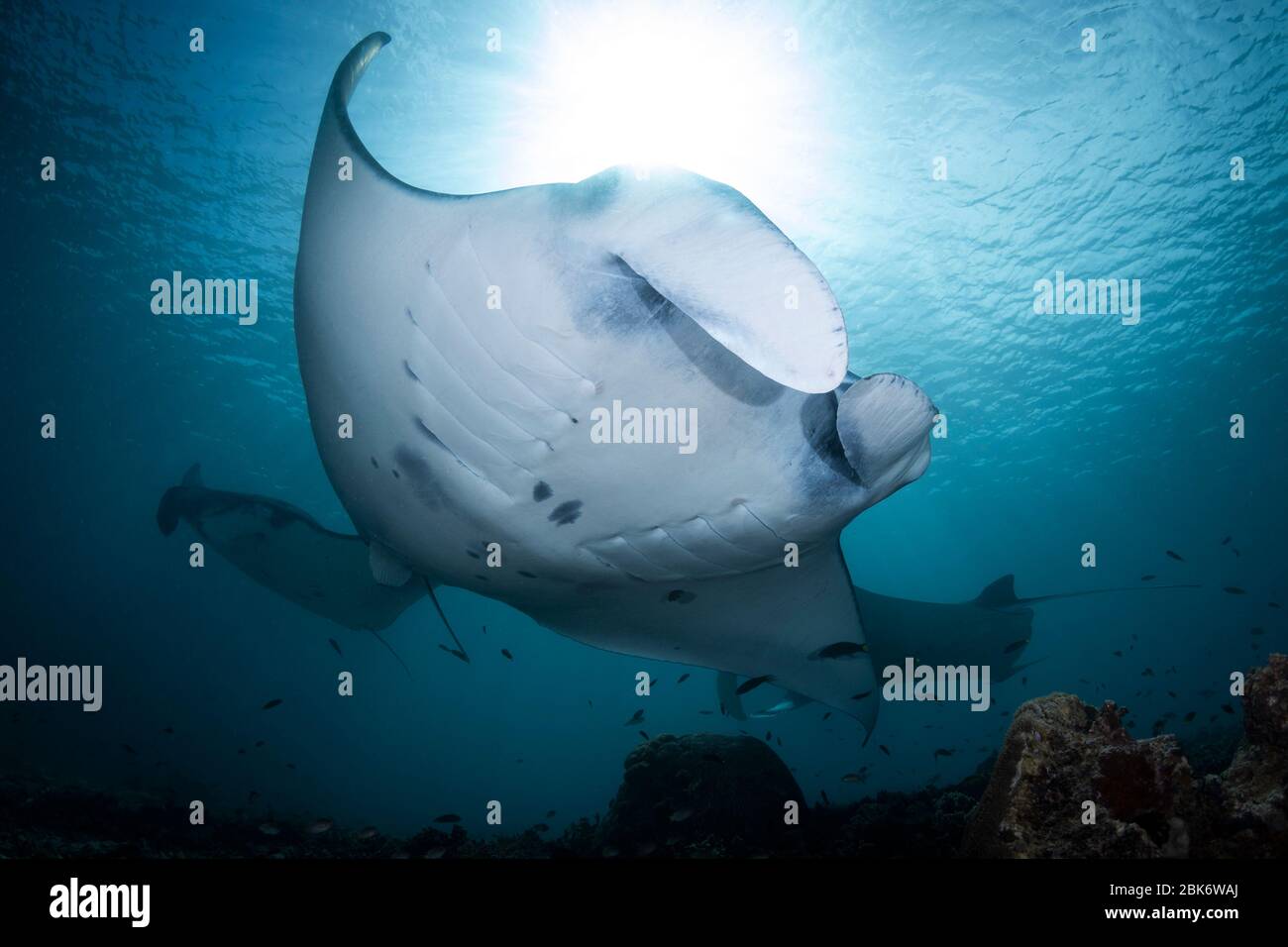 Manta Roys - Manta alfredi, Besuch einer Reinigungsstation. Aufgenommen im Komodo Nationalpark, Indonesien. Stockfoto