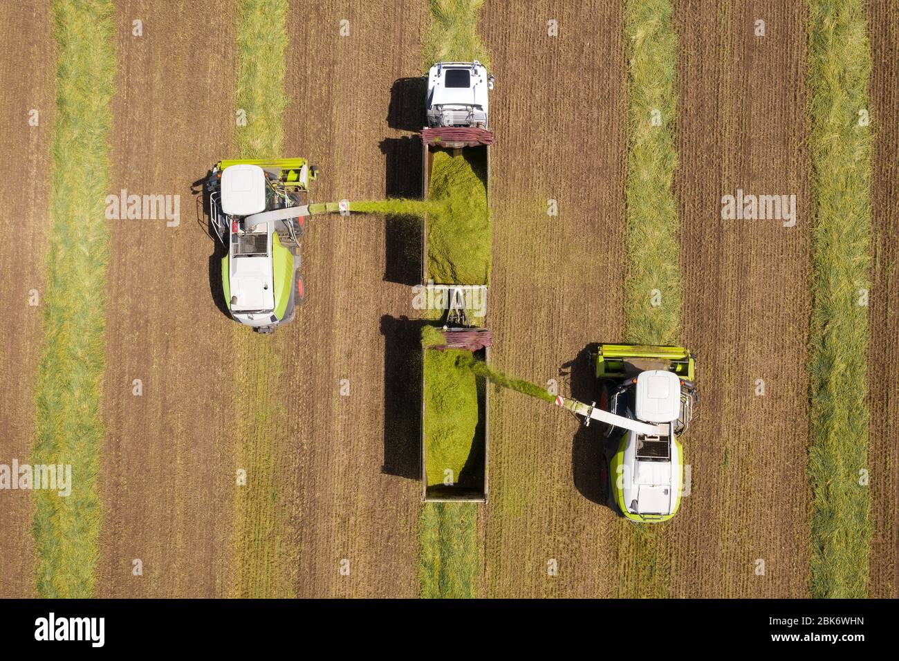 Kombinieren Sie Kommissionierung und Zerkleinerung geernteten Weizen für Silage und entlädt auf einem Doppel-Anhänger LKW, Aerial Footage. Stockfoto