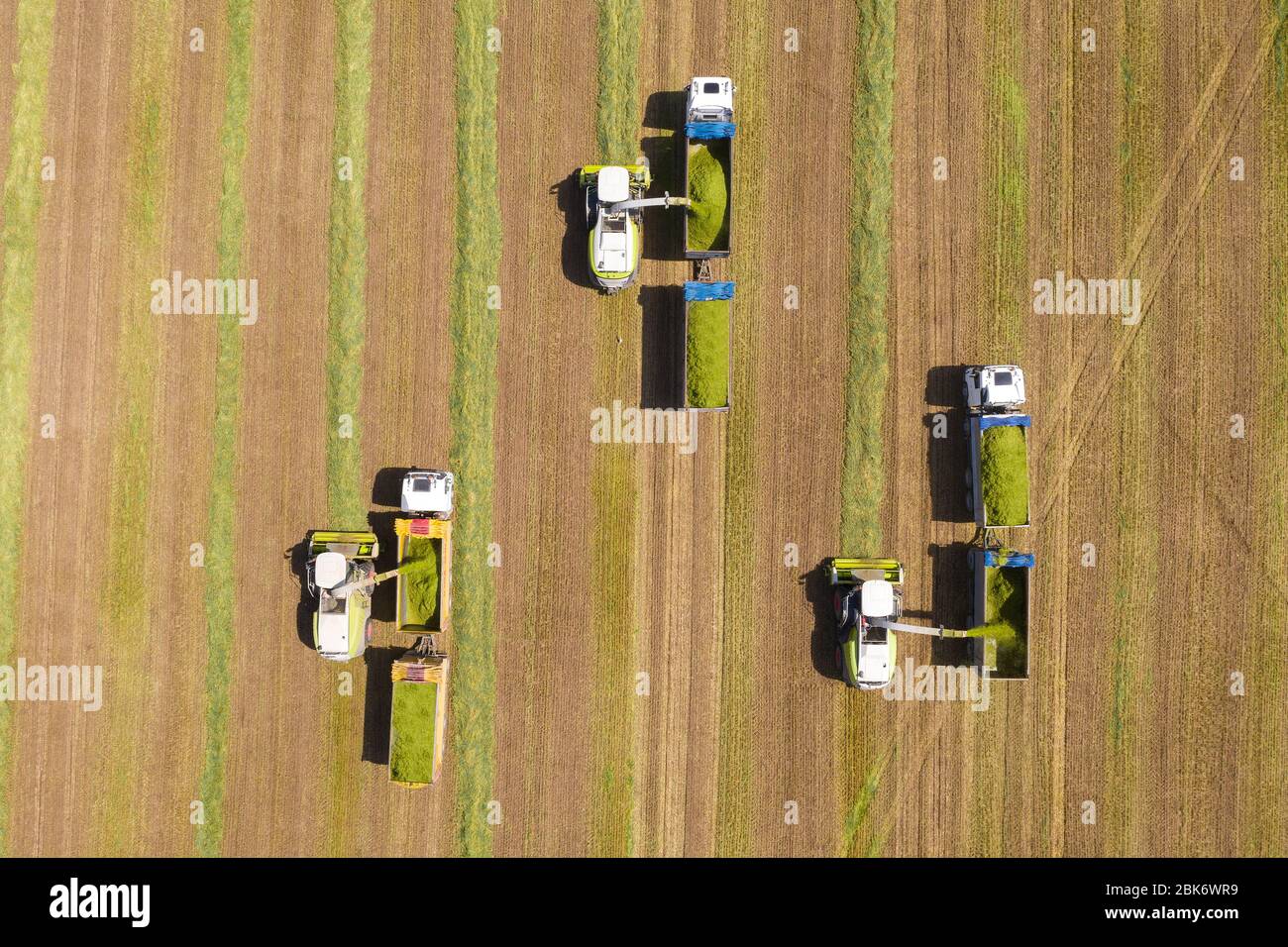 Kombinieren Sie Kommissionierung und Zerkleinerung geernteten Weizen für Silage und entlädt auf einem Doppel-Anhänger LKW, Aerial Footage. Stockfoto
