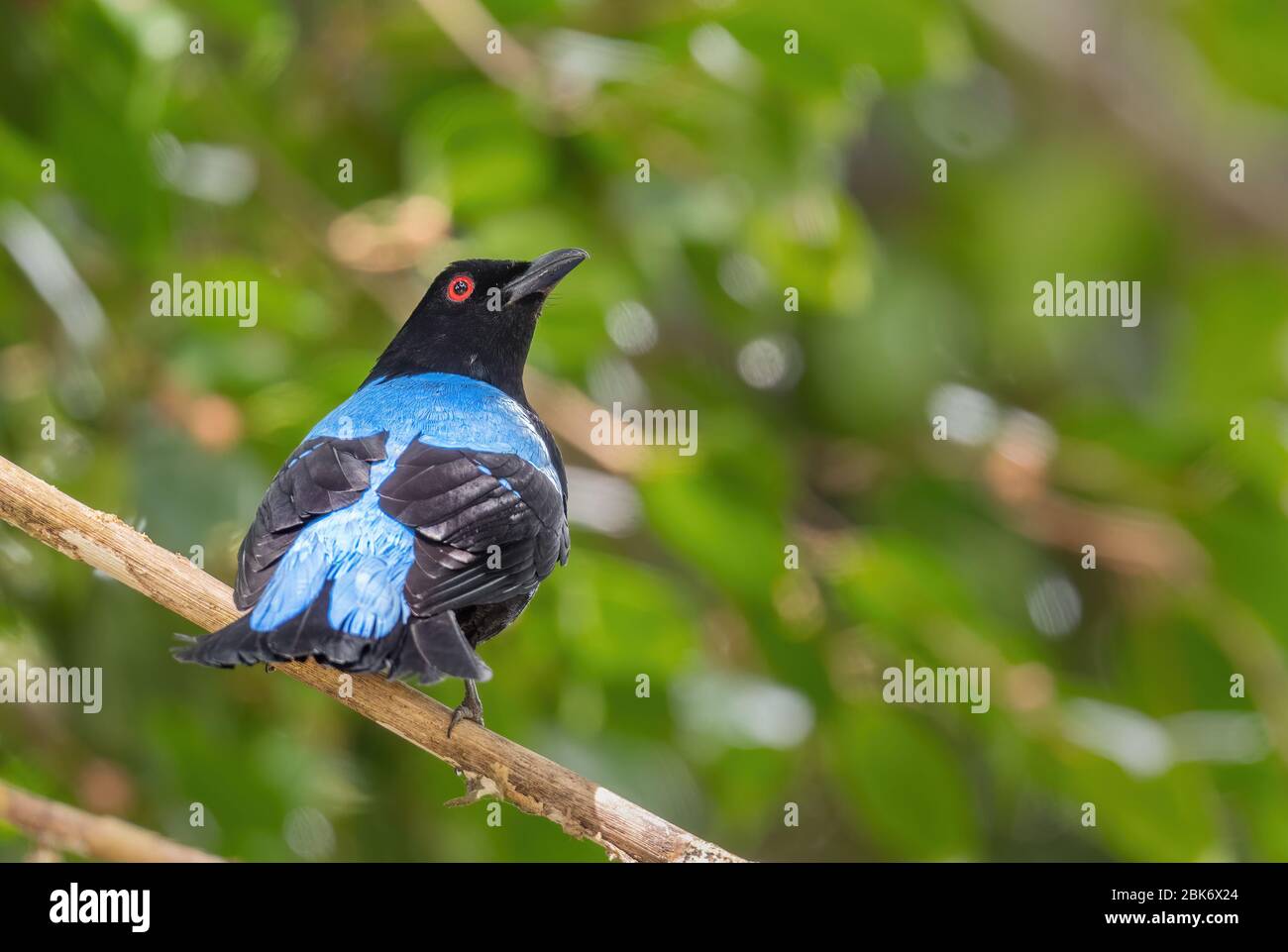 Asiatische Fee Bluebird - Irena puella, schöne blaue Barschvogel aus südostasiatischen Wäldern und Wäldern, Mutiara Taman Negara, Malaysia. Stockfoto