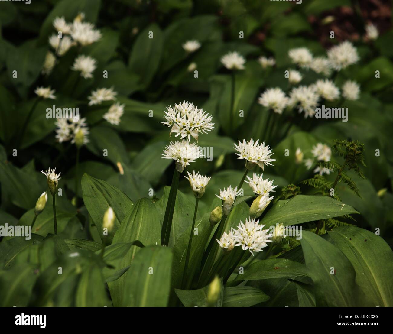 Eine Gruppe von Bärlauch in einem Feld, mit differenzierten Fokus, auf den Vordergrund Pflanzen Stockfoto