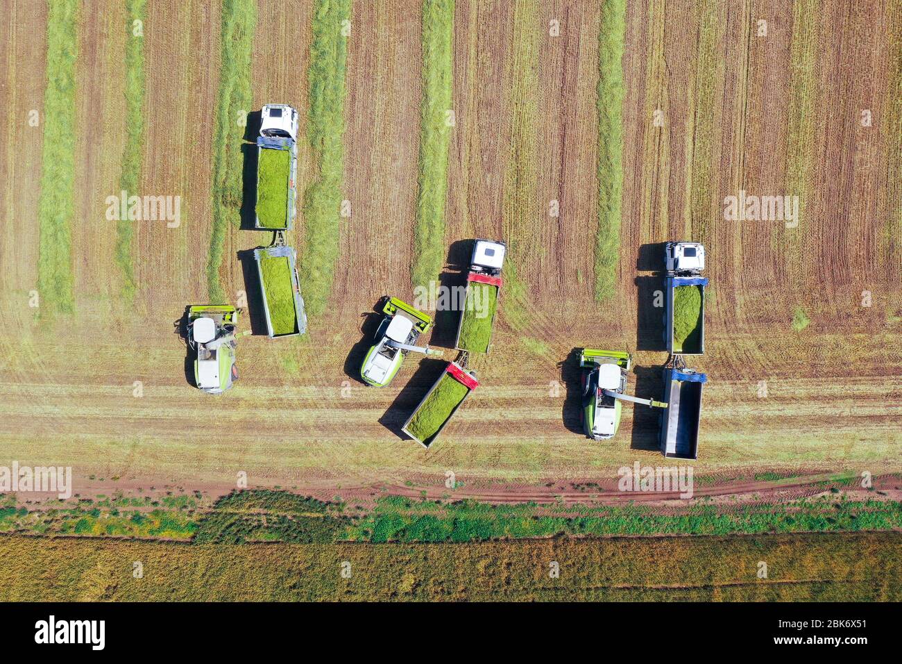Kombinieren Sie Kommissionierung und Zerkleinerung geernteten Weizen für Silage und entlädt auf einem Doppel-Anhänger LKW, Aerial Footage. Stockfoto