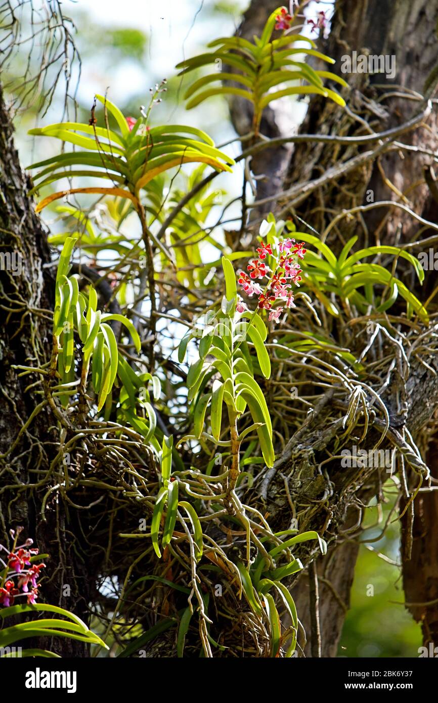 Wilde Orchideen auf einem Baum. Komodo Island, Komodo National Park, Ost-Nusa Tenggara Provinz, Indonesien. Stockfoto