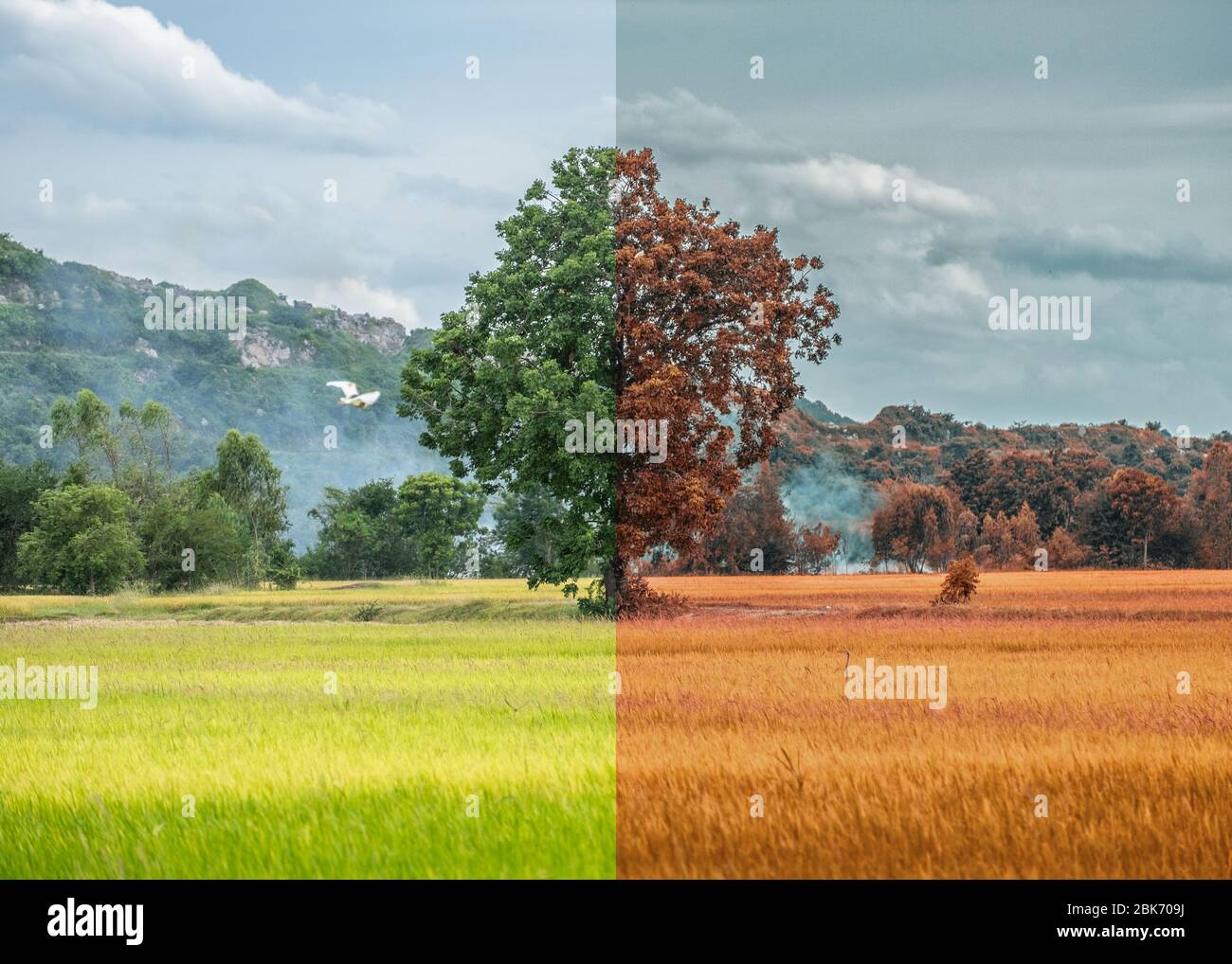 Einsamer frischer Baum und trockener Baum auf Reisfeld in der Landschaft. Konzept der globalen Erwärmung Stockfoto